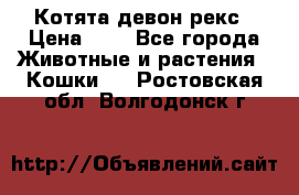 Котята девон рекс › Цена ­ 1 - Все города Животные и растения » Кошки   . Ростовская обл.,Волгодонск г.
